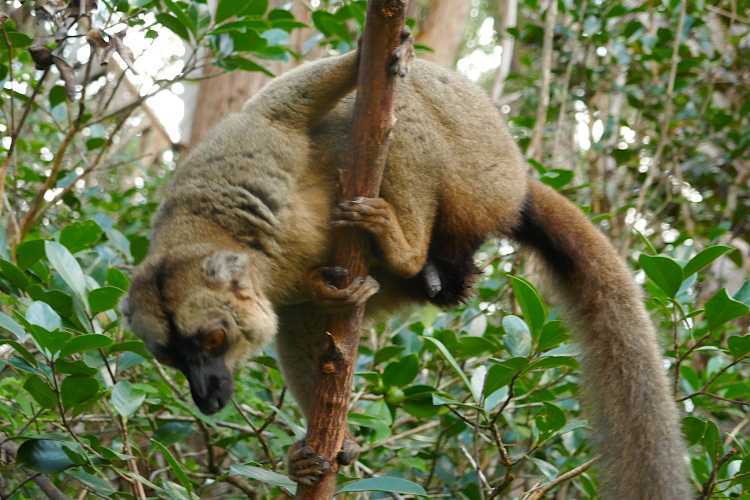 Il y a plus de 60 espèces différentes de lémuriens répertoriées à Madagascar, dont le lémurien marron © Globe Reporters