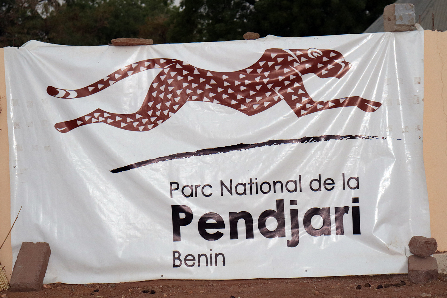 Le guépard est l’emblème du Parc National de Pendjari, au nord du Bénin.