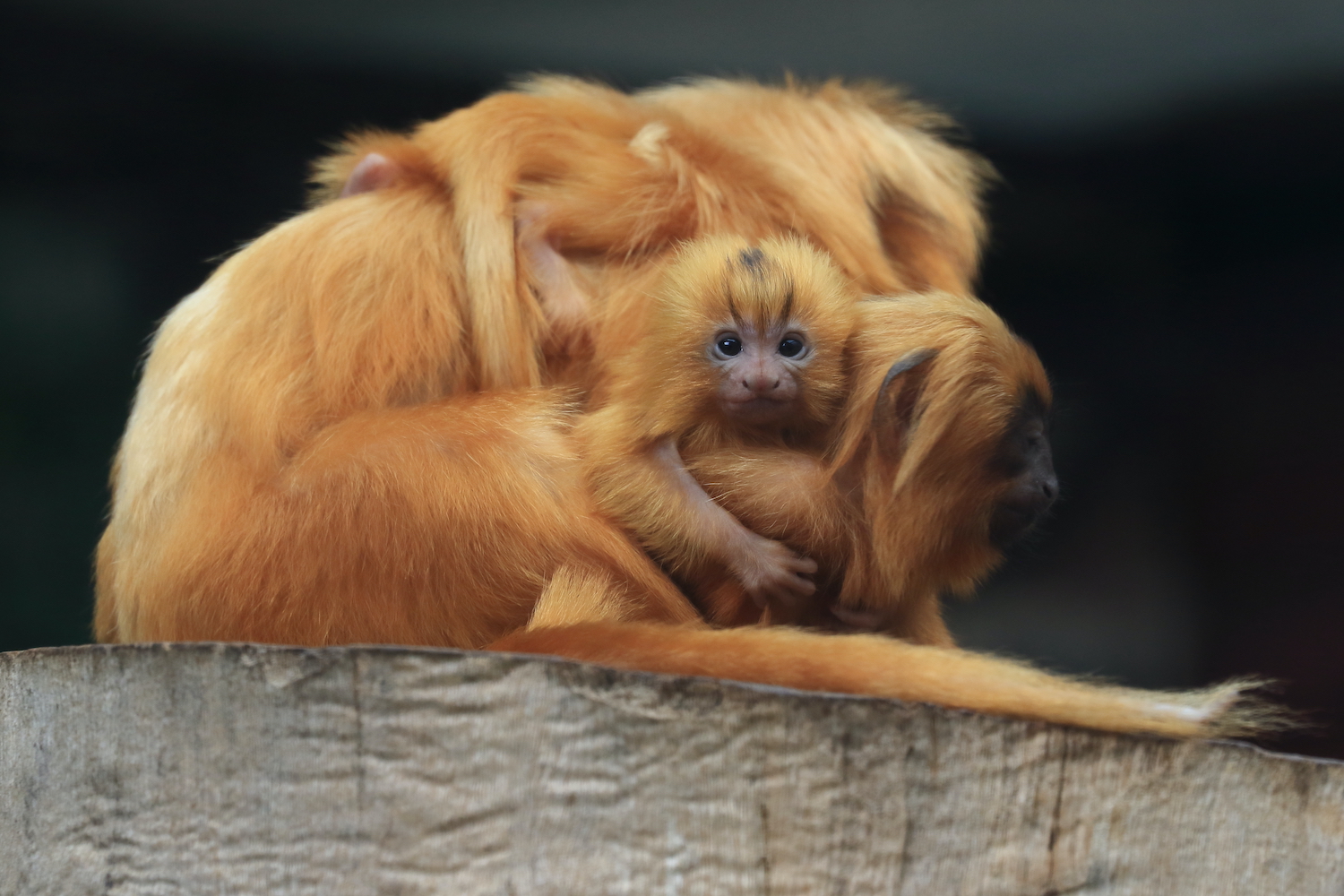 D’autres espèces de singes sont visibles à la ménagerie du jardin des plantes, comme ces Tamarin-Lion Doré, dont les petits sont nés en juillet 2021 ©  Crédit ménagerie du jardin des plantes