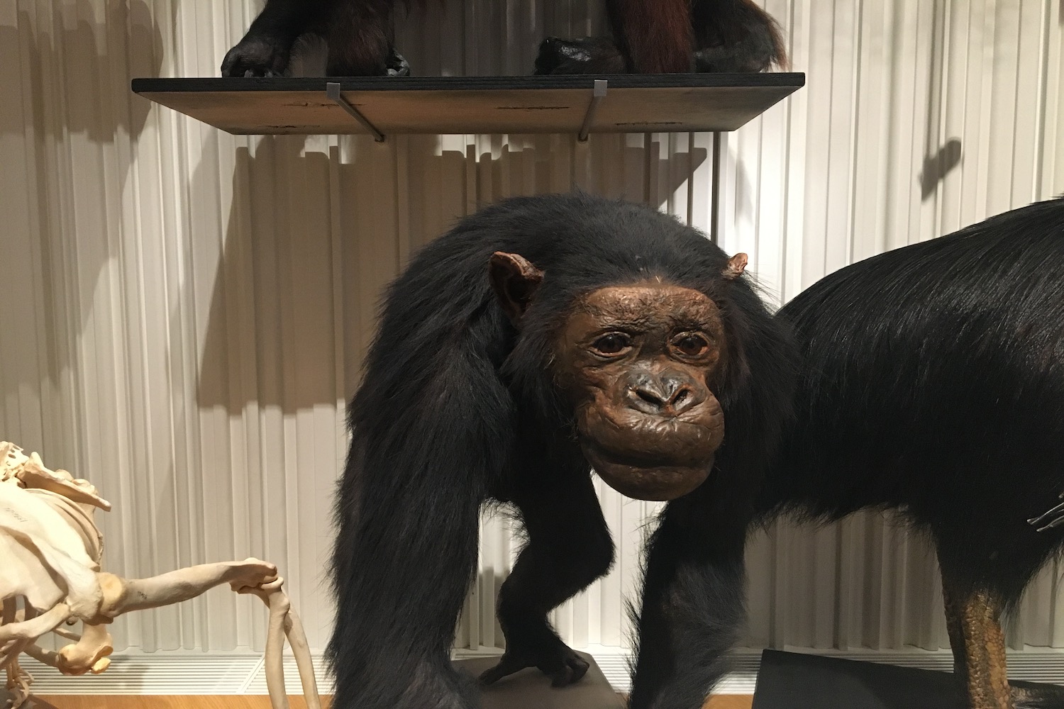 Autre singe des vitrines du musée de l’Homme  © Globe Reporters