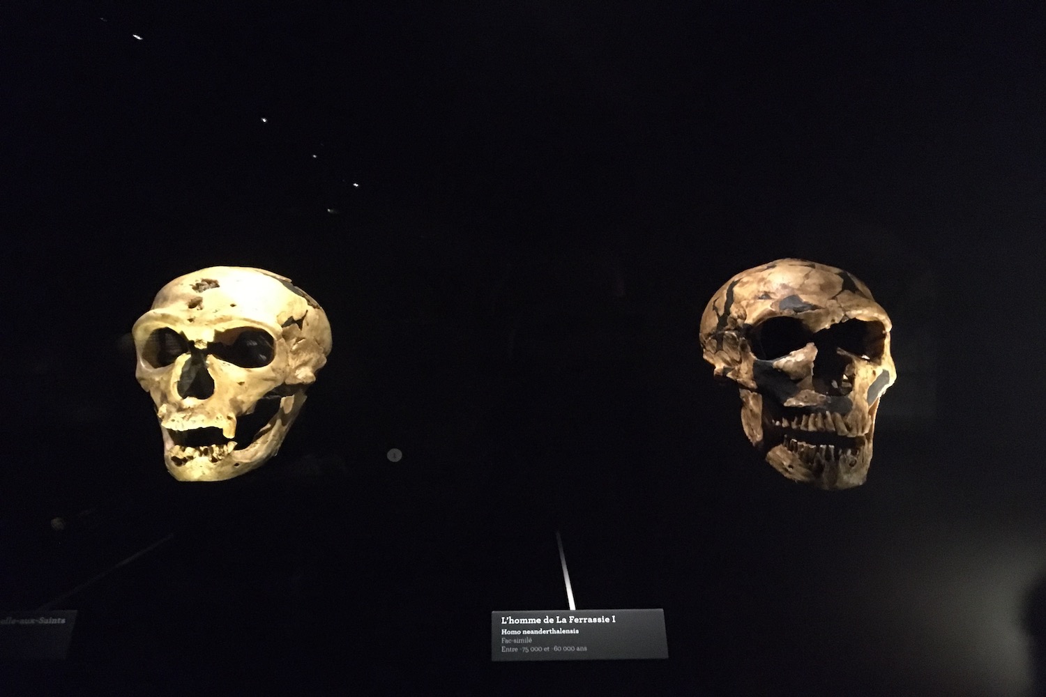 Plus spéctaculaires, des crânes d’hommes de Néandertal sont exposés au Musée de l’Homme @ Globe Reporters
