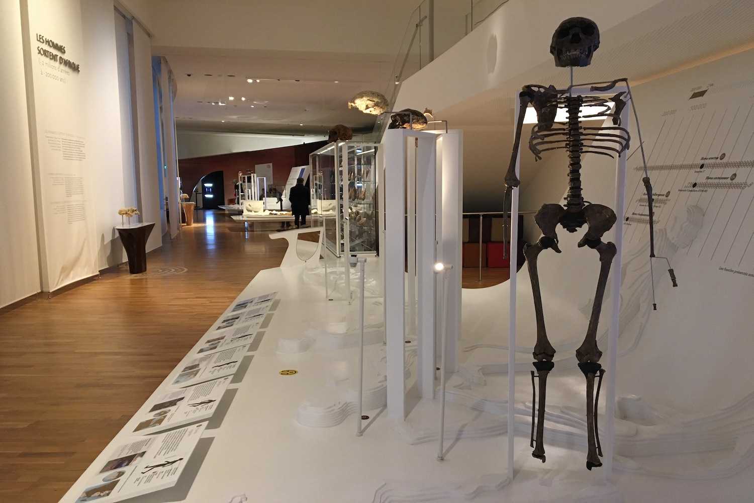 Des squelettes sont aussi exposés au musée de l’Homme @ Globe Reporters