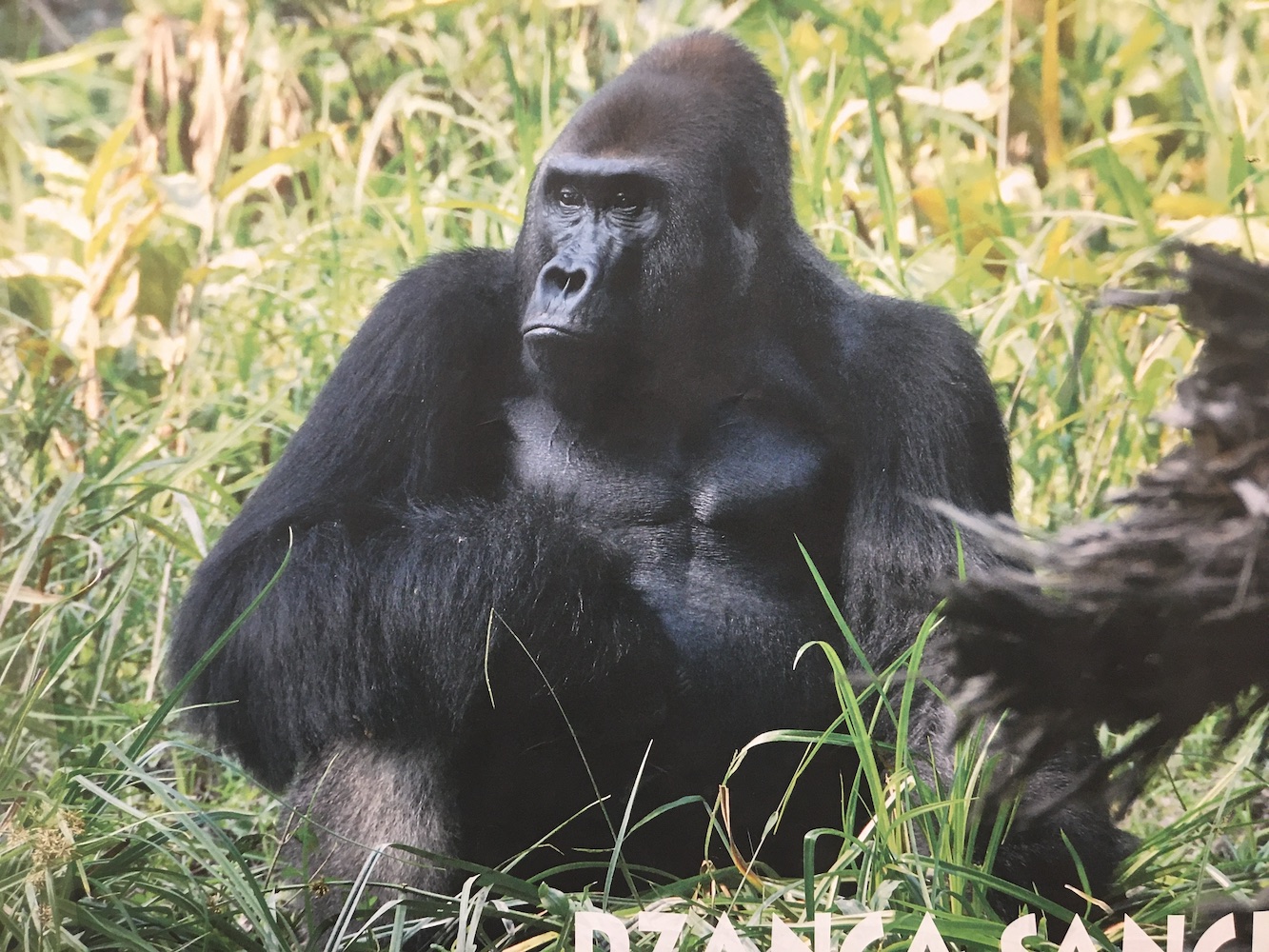 Shelly Masi travaille en particulier sur des gorilles en Afrique  et affiche précieusement leurs photos dans son bureau © Globe Reporters