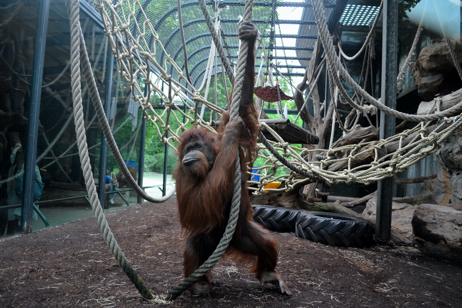 Nenette, l’orang-outang star de la ménagerie du jardin des plantes © Crédit photo J.Munier