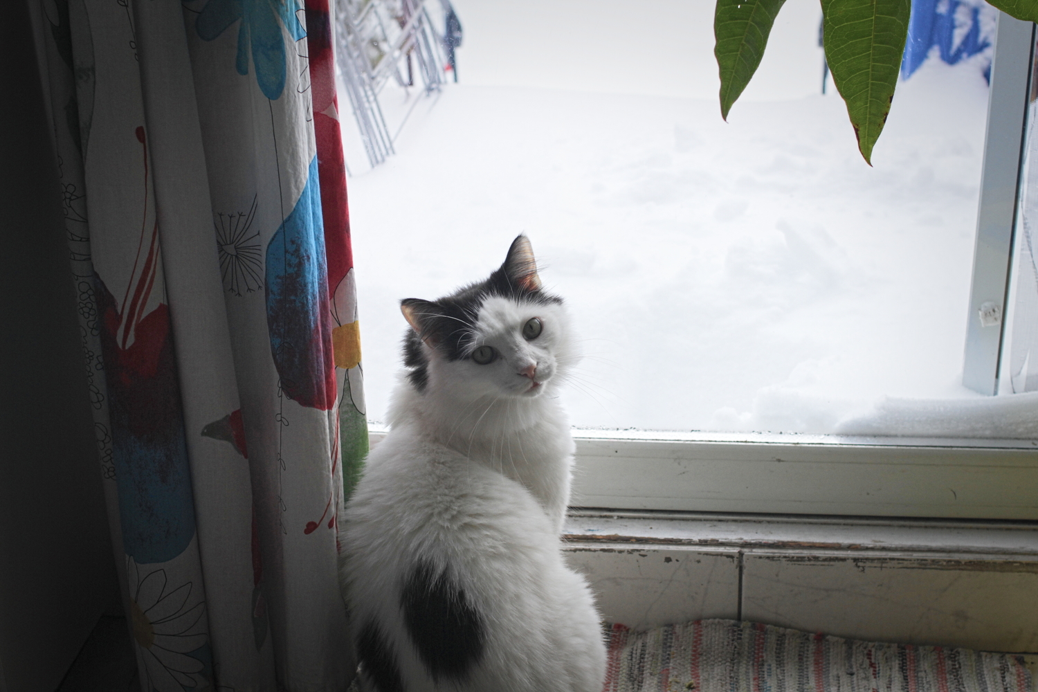 Le chat de mes hôtes à Montréal, Boudjou. Il adore la neige.