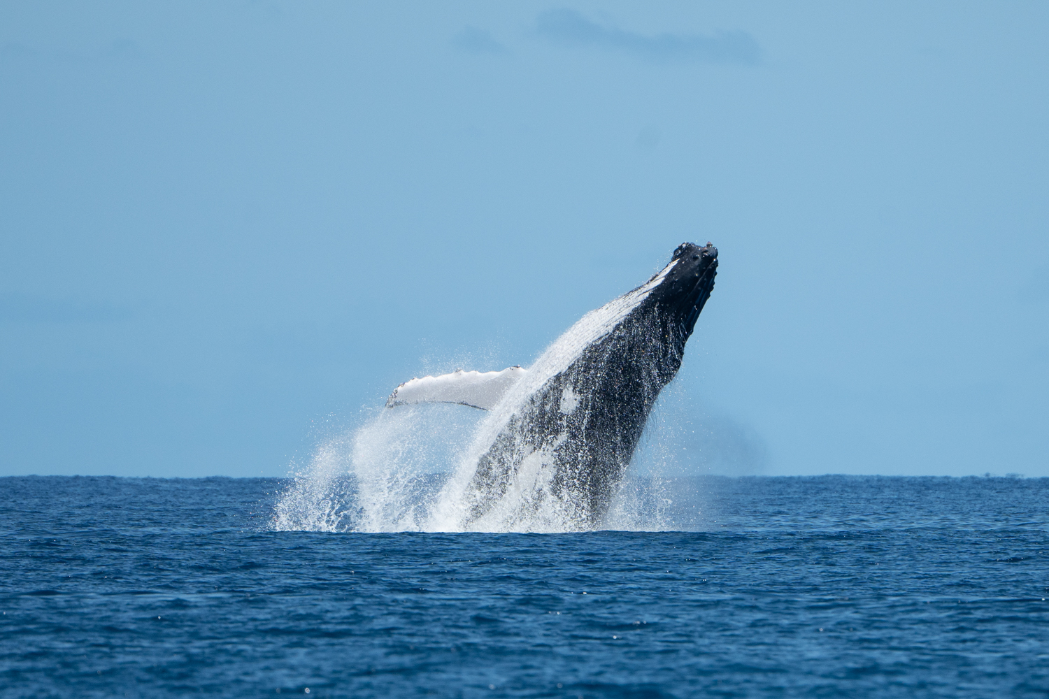 Chaque année, entre mai et novembre, les baleines à bosse passent par La Réunion. 2022 a été une année record avec 417 individus recensés © Adrian FAJEAU, Globice Réunion