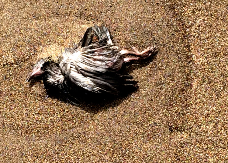 Photo 1 - Un oiseau mort à Gabès