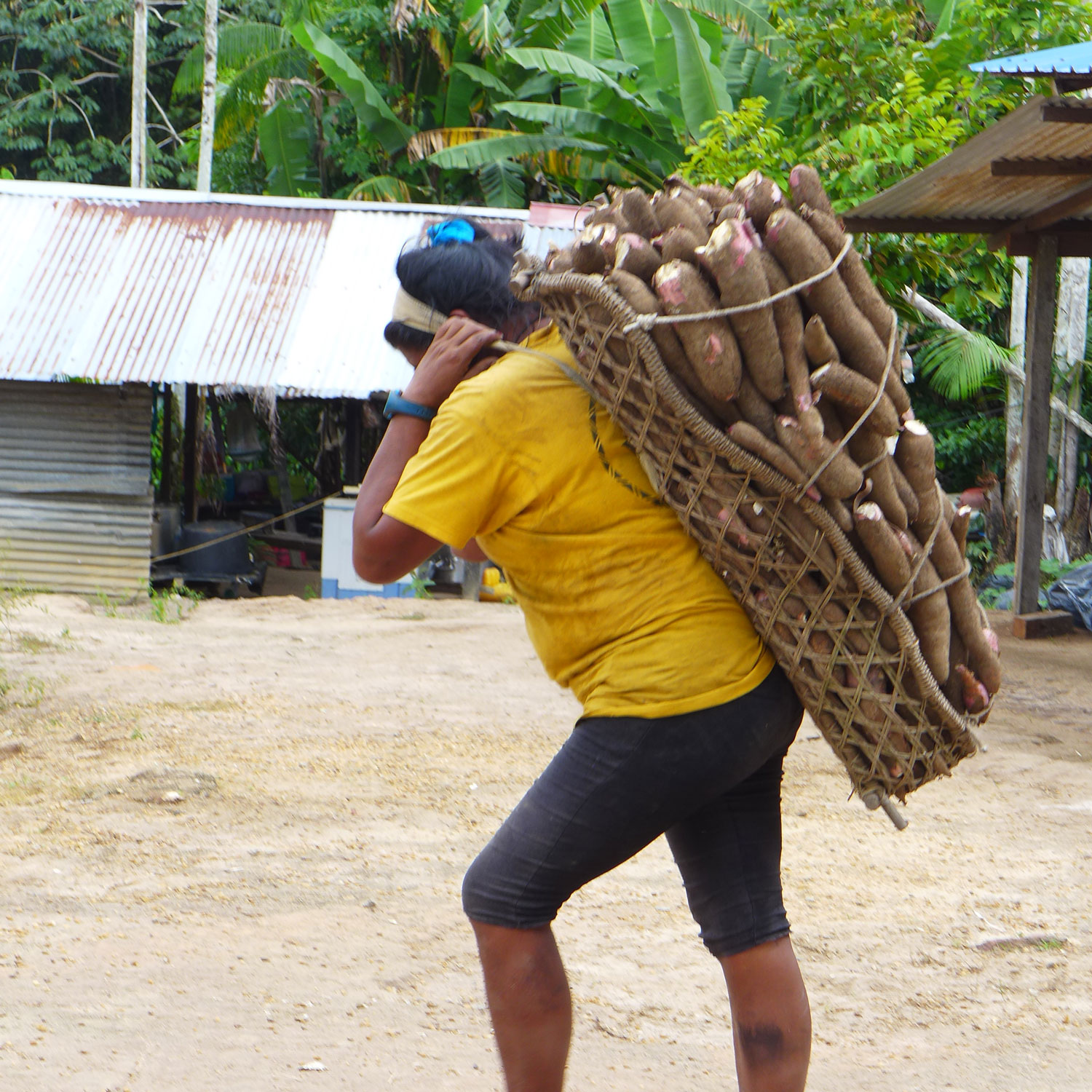 De retour de l’abattis, Lina porte au moins 40 kg de manioc.
