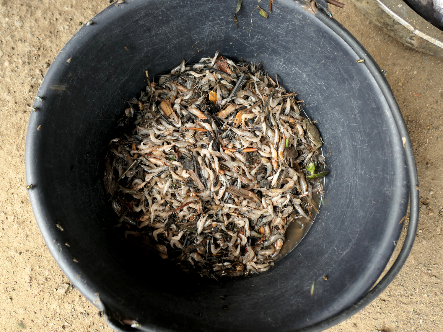 L’estuaire du fleuve Wouri est riche en crevettes que les pêcheurs utilisent comme appât © Globe Reporters