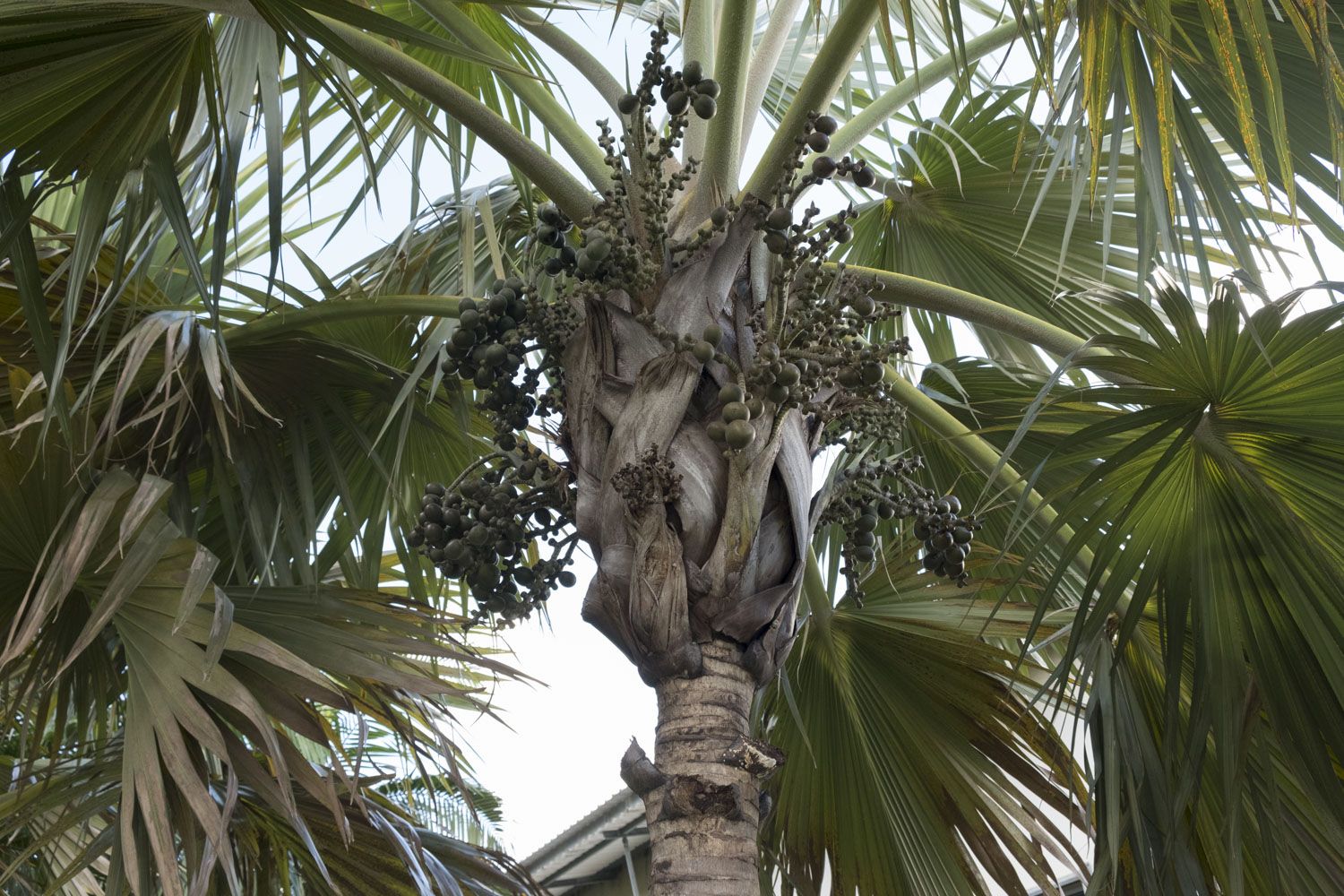 Autour du parking du Cirad, les paysagistes ont planté des arbres en danger critique d’extinction. Ici, un latanier rouge, un des arbres emblématiques de La Réunion. 