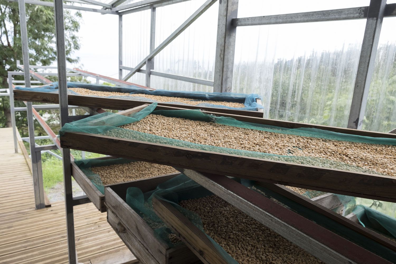 Les grains de café sont entreposés dehors et au sec pour sécher.