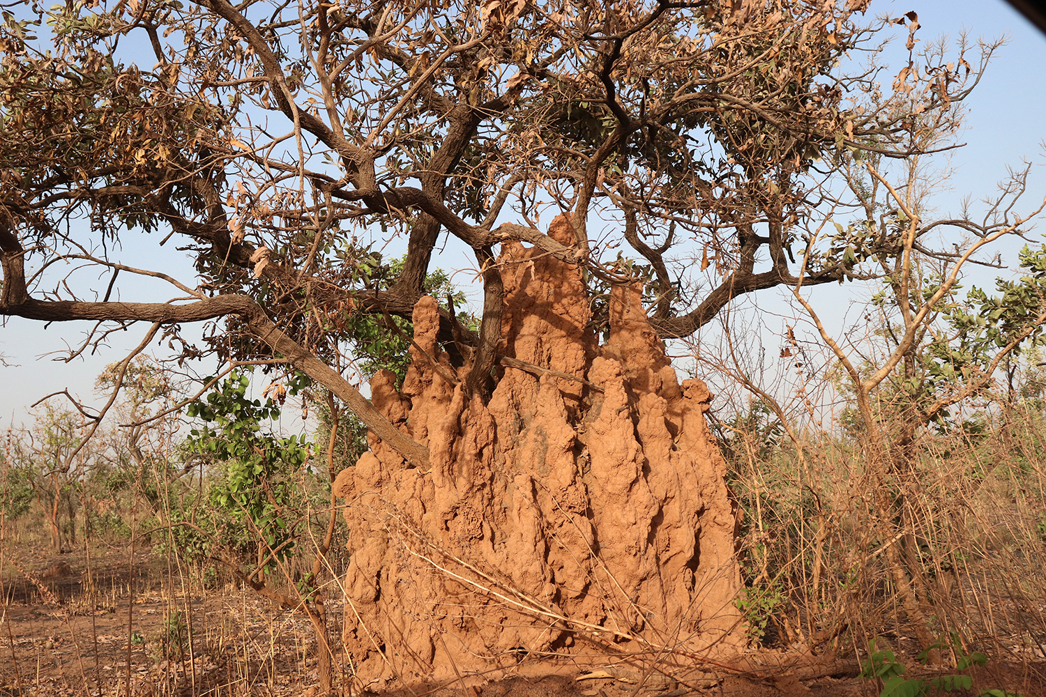 Des termitières cathédrales construites par des termites qui s’installent autour des arbres, mangent leurs racines et les asphyxient.   