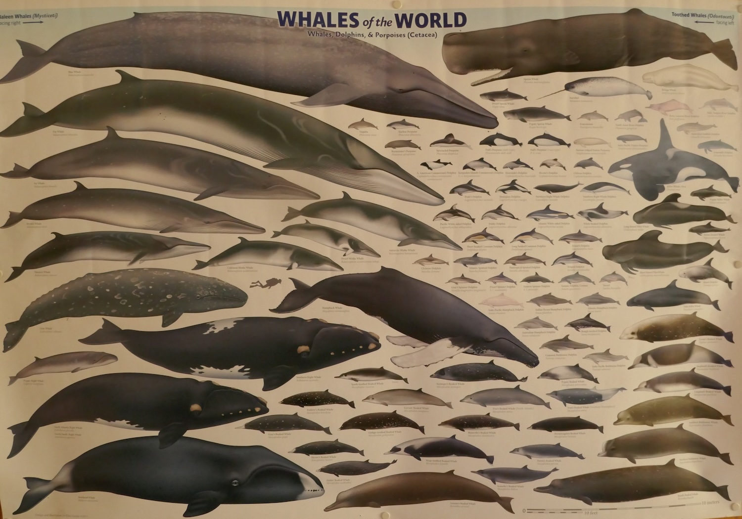Une affiche sur les baleines au monde est accrochée au mur et préside le bureau de Cétamada © Globe Reporters