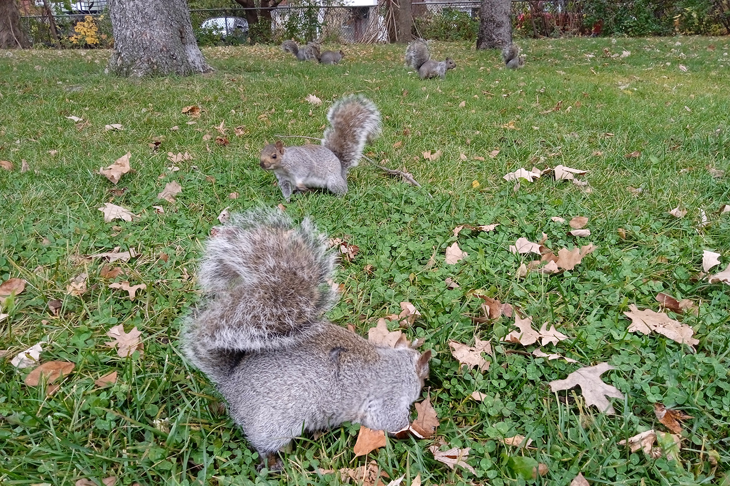 Les écureuils gris que l’on trouve en légion à Montréal sont une espèce originaire d’Europe ! Ils ont été introduits il y a une centaine d’années au Québec et sont d’ailleurs considérés comme une espèce invasive ! Les Québécois les appellent souvent « des rats avec une belle queue » ! © Globe Reporters