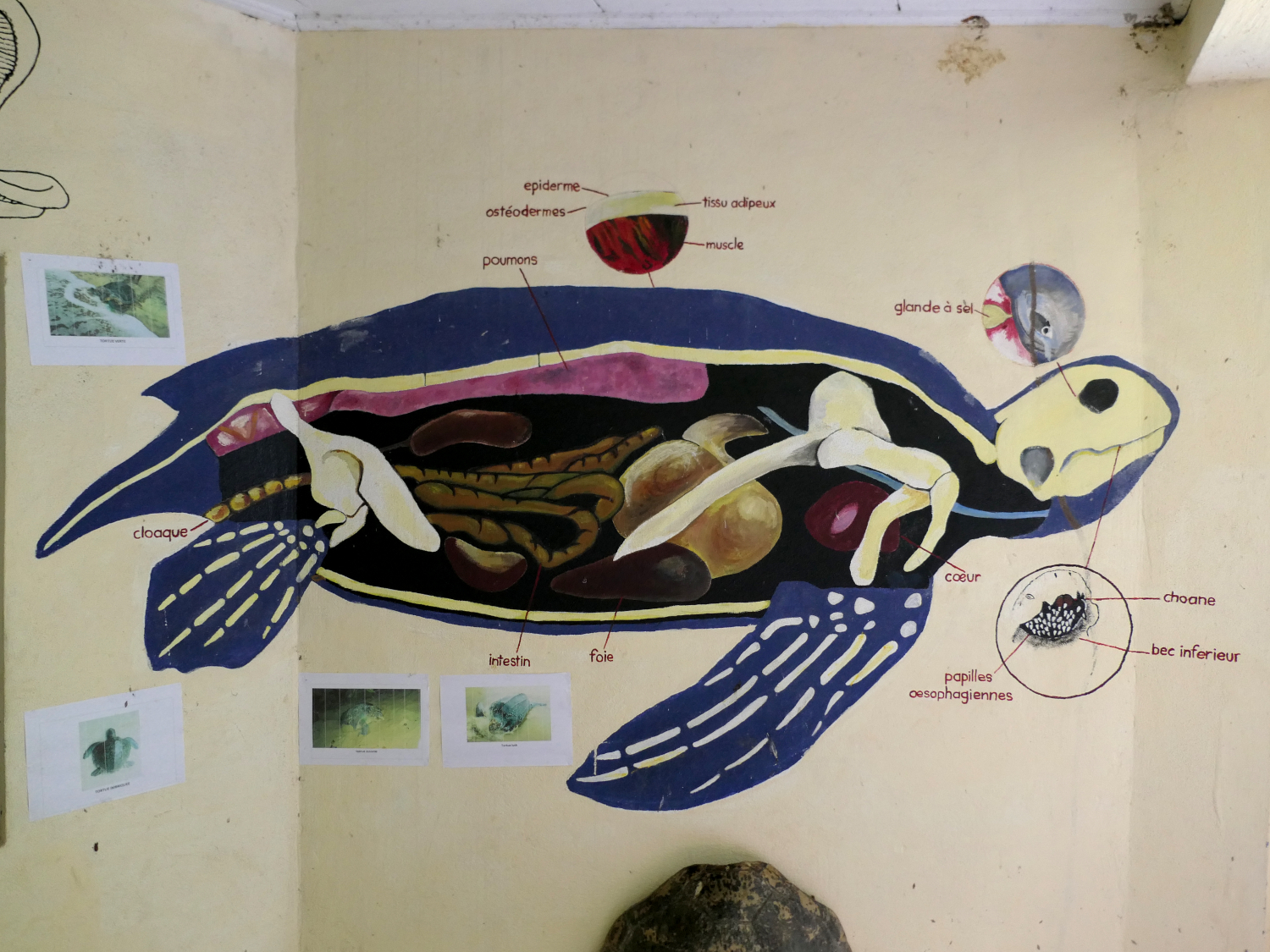 La tortue luth dessinée sur le mur du petit musée de l’association Tube awu est la plus grande tortue marine du monde © Globe Reporters