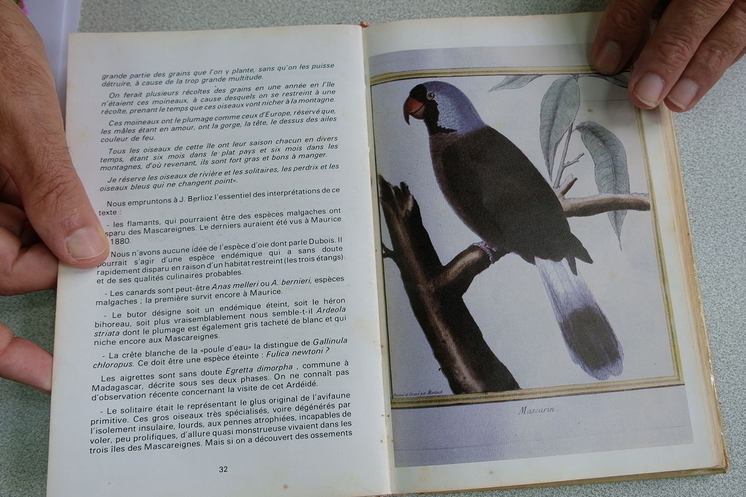 Le Mascarin est une des 23 espèces d’oiseaux disparues sur l’île de La Réunion.