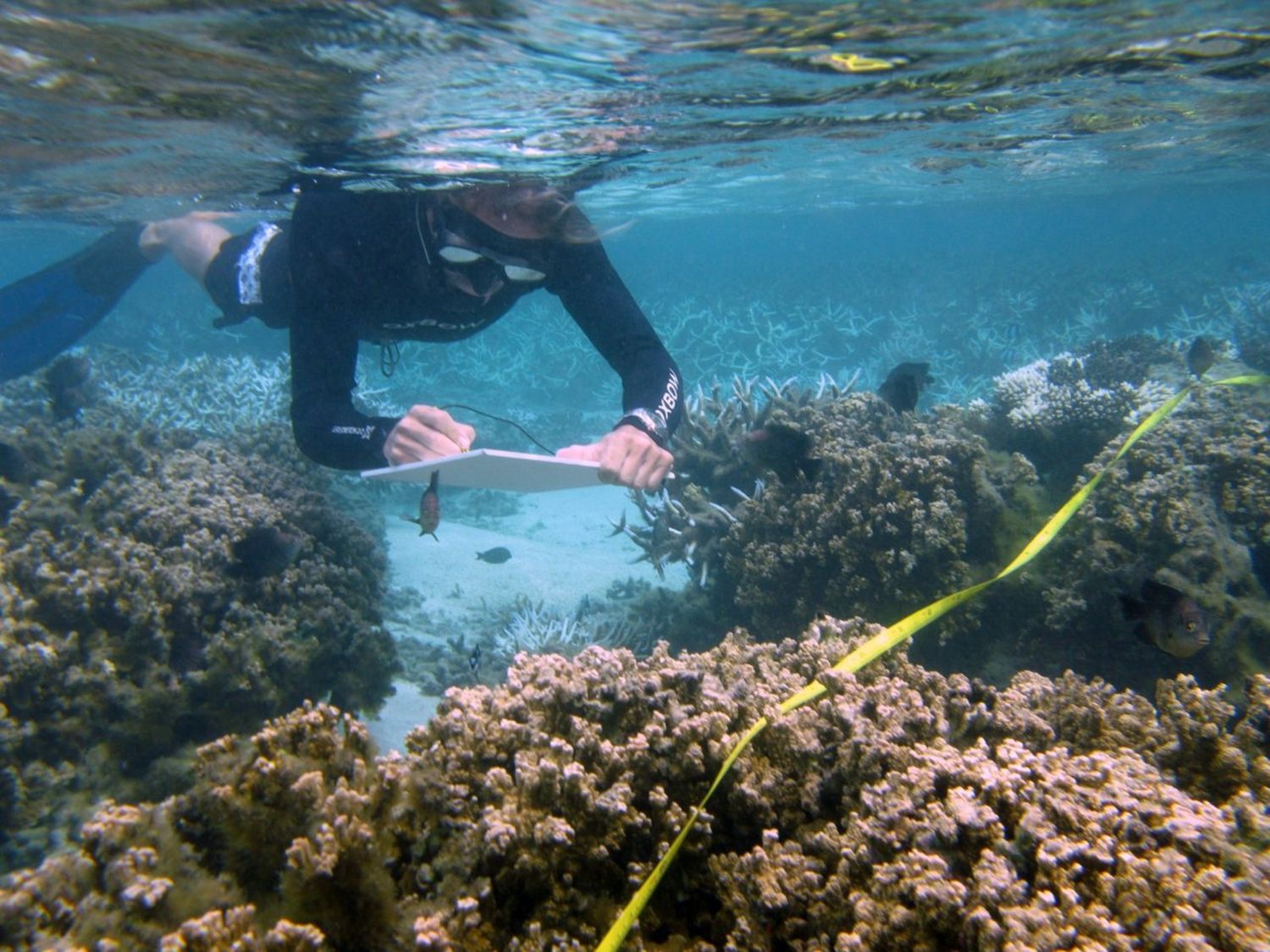 Suivi de l’état de santé des coraux par un scientifique de la Réserve. © Bruce Cauvin