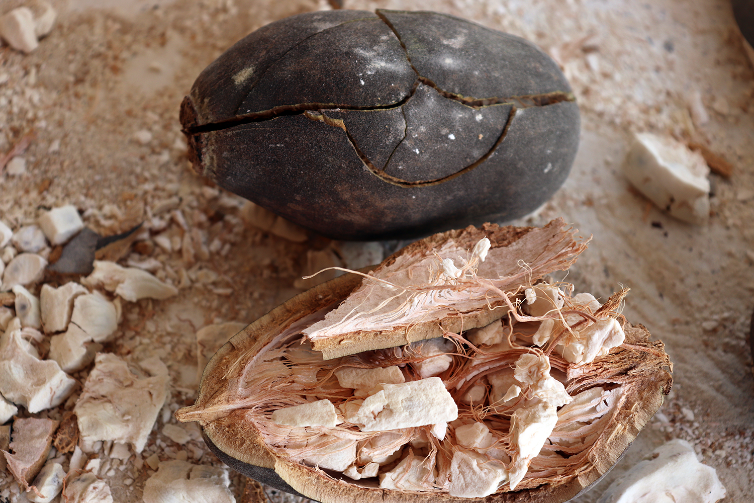 Une gousse de baobab. On extrait la pulpe blanche et les grains pour faire farine avec la pulpe et de l’huile avec les graines. 