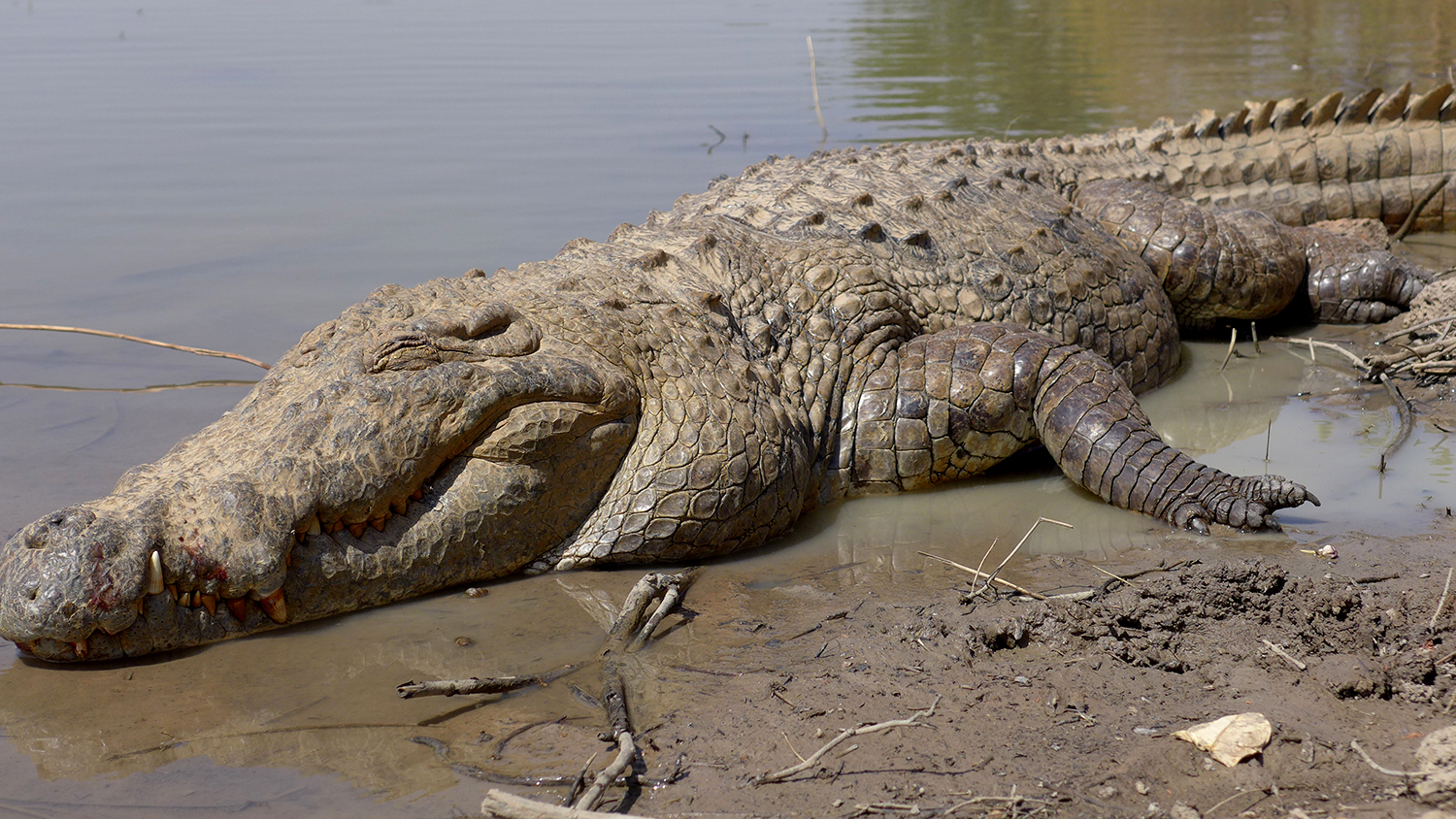 Les crocodiles de Bazoulé ont l’air très dociles. Par moments, ils semblent irréels et taillés dans la pierre. 