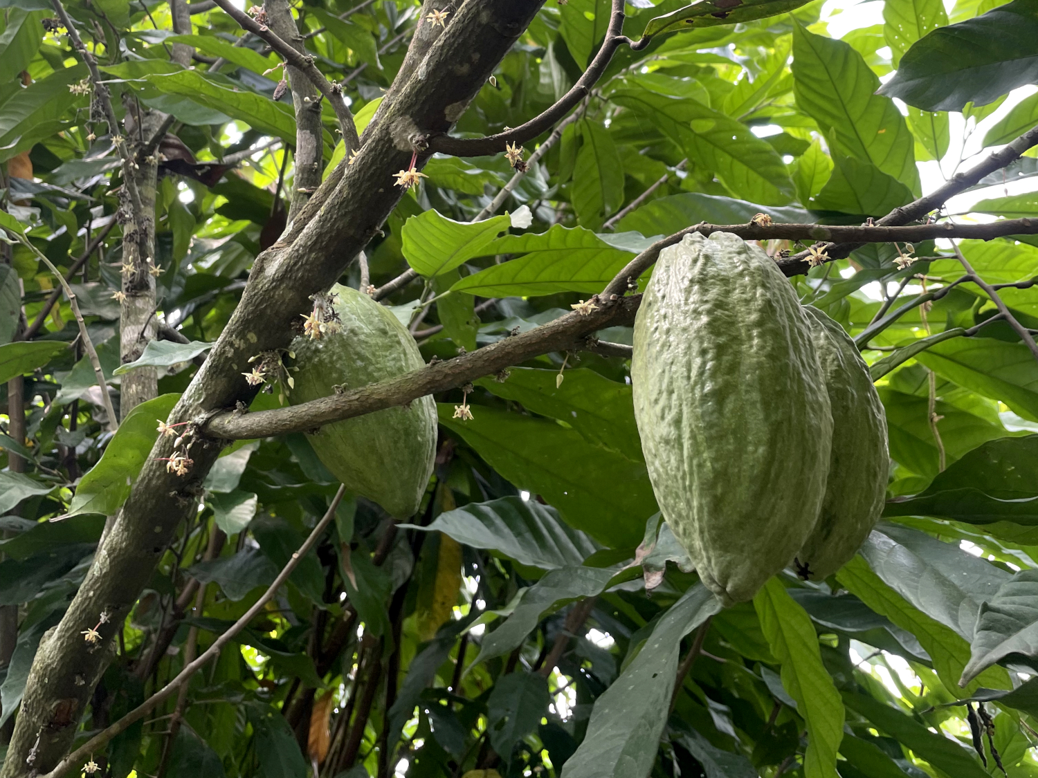 Cabosse de cacaoyer dans la région de Campo © Globe Reporters