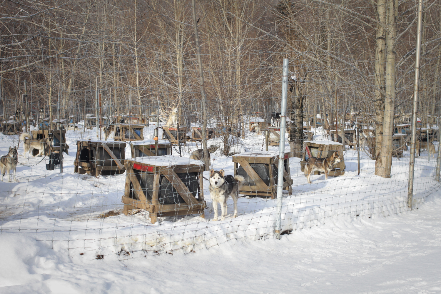 Le chenil comporte environ 190 chiens, ce qui est un chenil moyen pour le Québec.