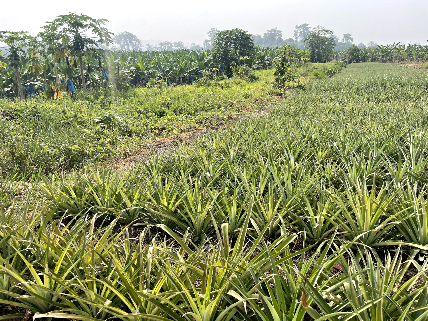 Un champ d’ananas planté après une jachère pour prouver sa meilleure vitalité sur un sol reposé aux producteurs formés par Franck LANDO. Au loin, on aperçoit les bananiers de la Société des Plantations du Haut-Penja © Globe Reporters