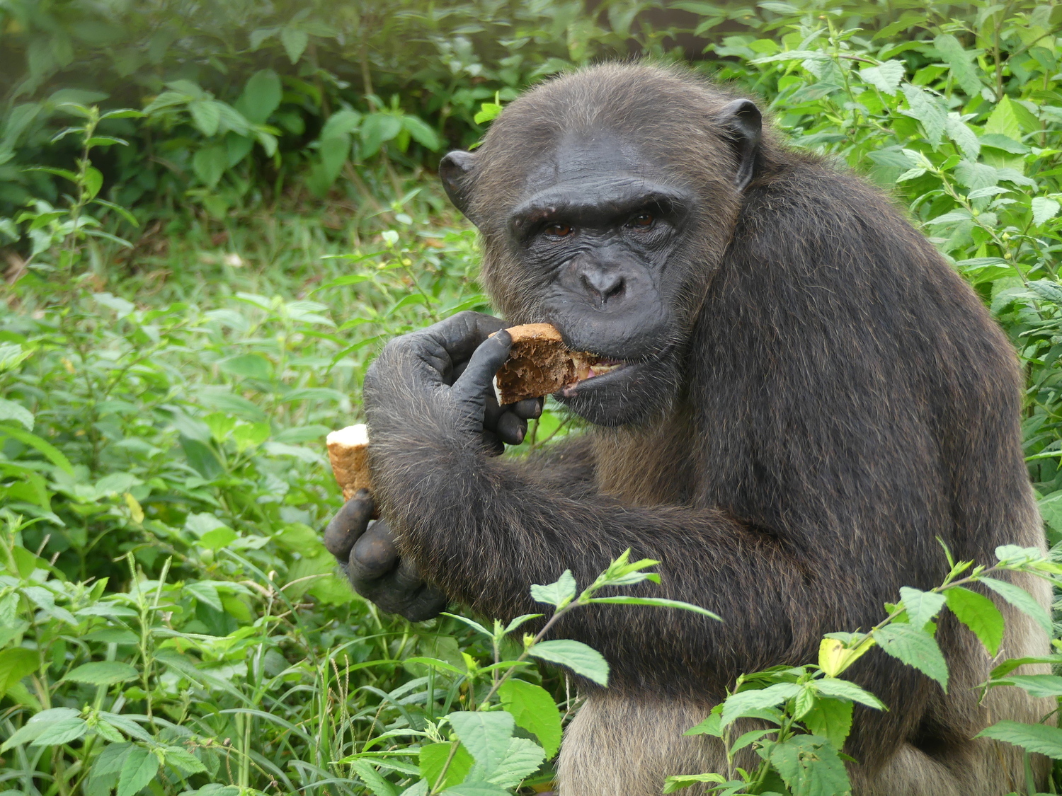 Le sanctuaire recueille deux types de chimpanzés © Limbé Wildlife Center