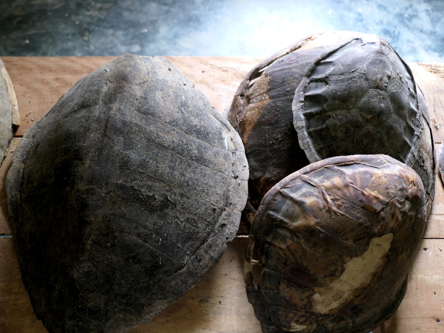 Carapaces de tortues vertes juvéniles exposées au musée de la Maison Ndiva. Ces carapaces ont été récupérées par les membres de l’association Tube Awu auprès de pêcheurs qui les avaient accidentellement attrapées dans leurs filets © Globe Reporters