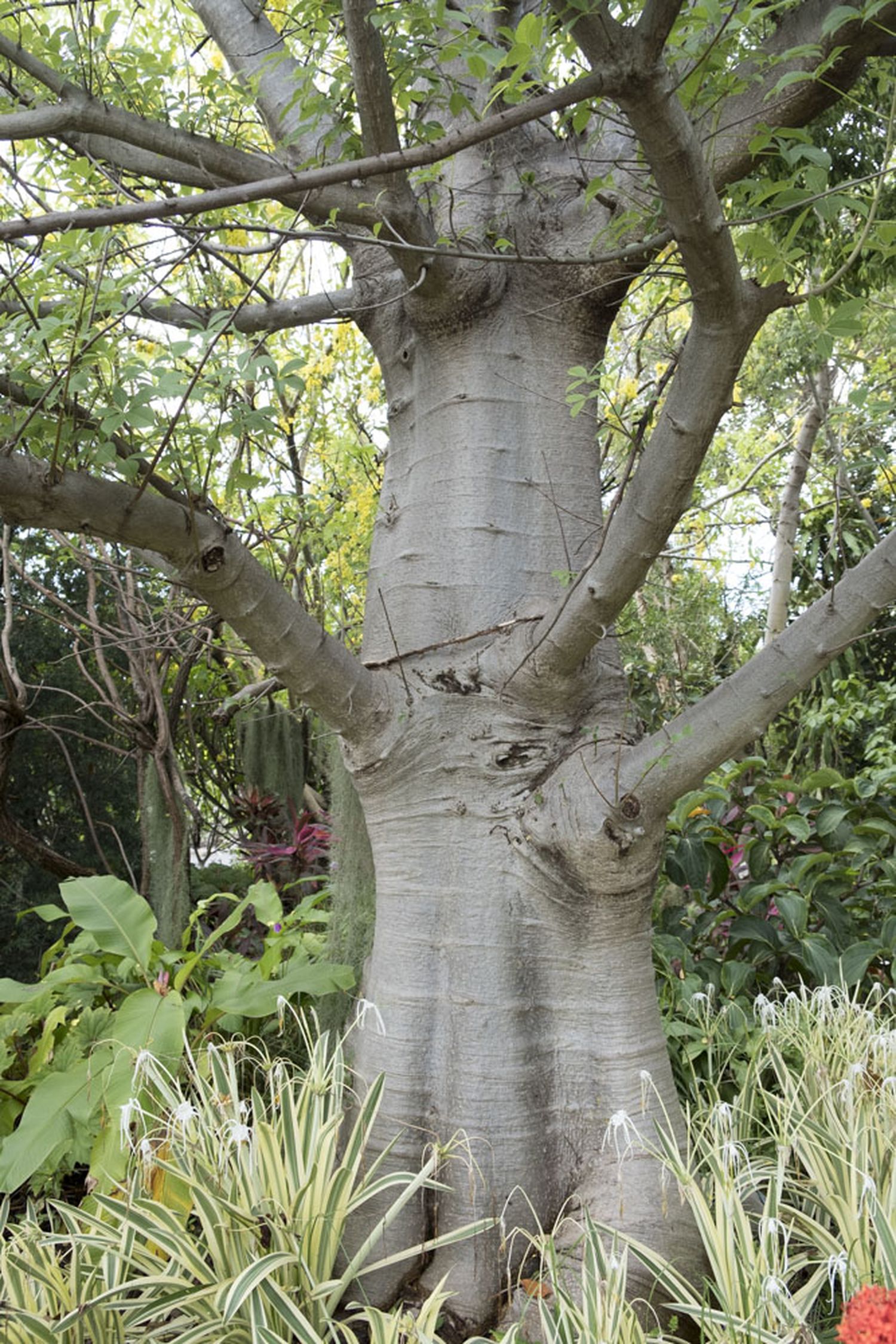 Un baobab. 