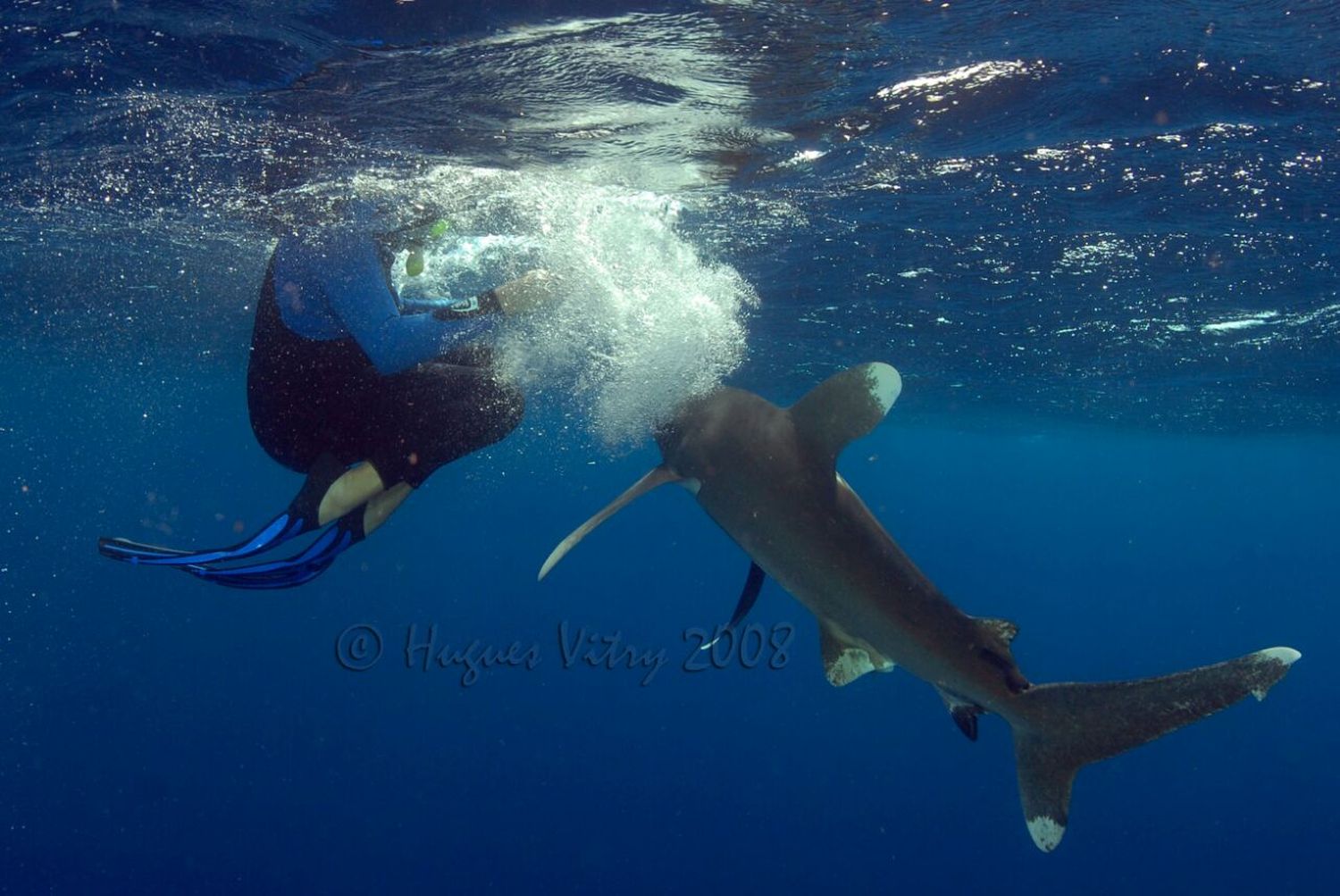 Une pirouette et un geste de la main permettent d’éloigner le requin, selon le plongeur. Attention tout de même, une mauvaise appréciation des distances et le plongeur peut se faire mordre la main. 