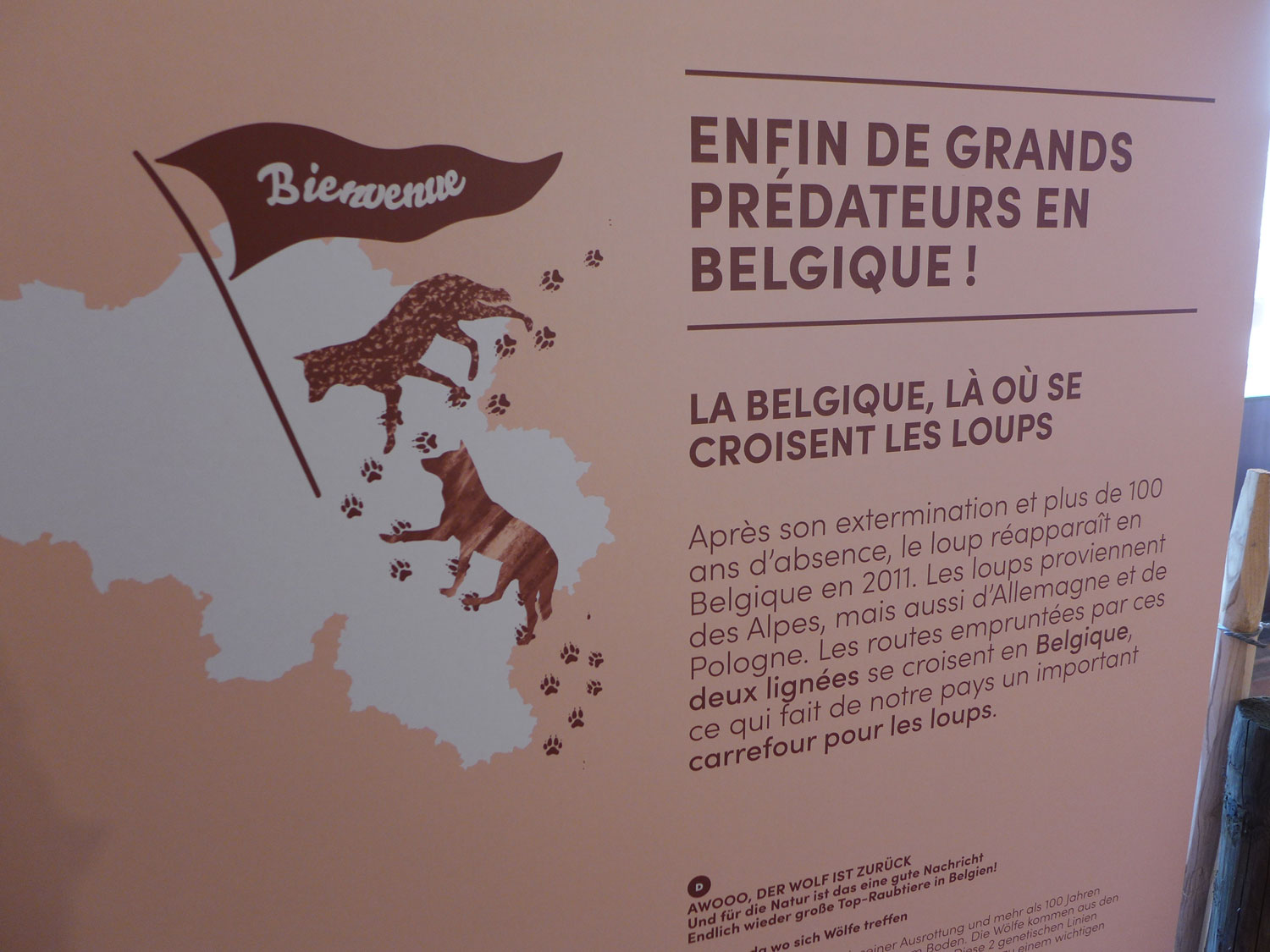 Bonne surprise, les loups reviennent en Belgique et en Wallonie après plus d’1 siècle d’absence © Globe Reporters
