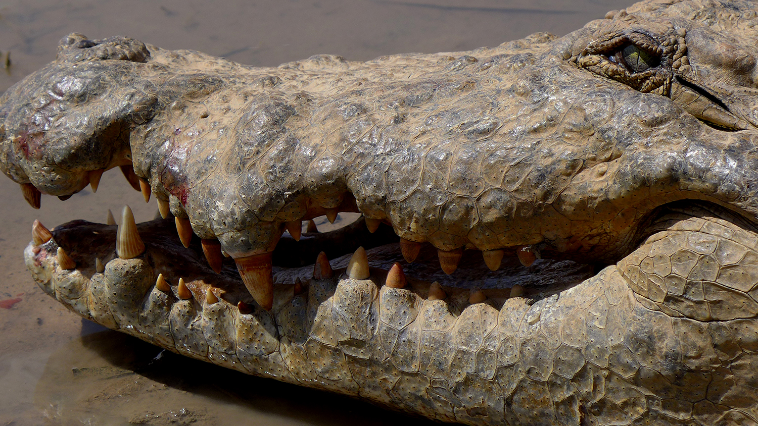 Quand on s’approche très près des crocodiles, ils ouvrent les yeux et un peu la bouche pour signaler qu’ils ont repéré notre présence. 