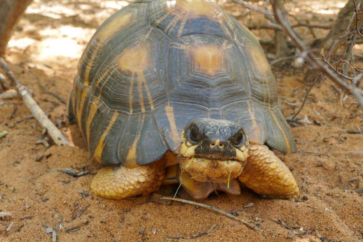 Les tortues étoilées peuvent vivre jusqu’à 100 ans dans leur habitat naturel, la forêt épineuse du sud-ouest de Madagascar. Elles sont en danger de disparition à cause de la déforestation et le braconnage © Globe Reporters