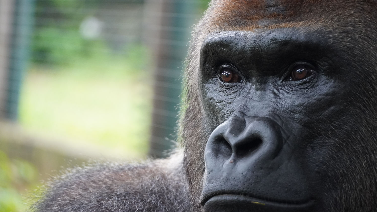 Le centre compte 14 gorilles en janvier 2024 © Limbé Wildlife Center