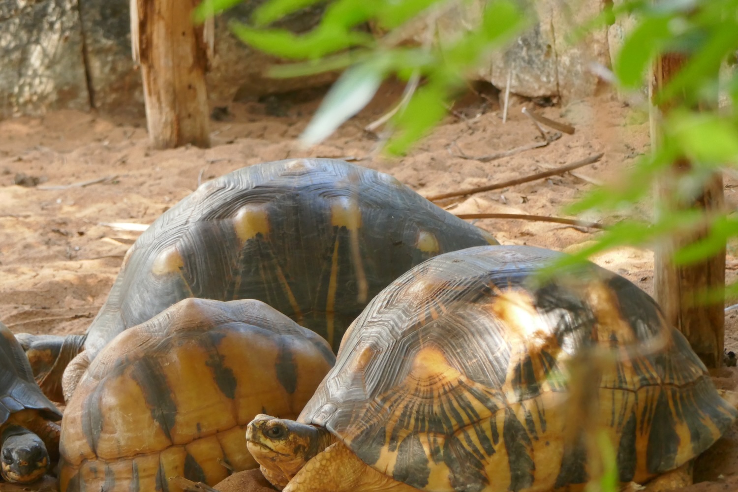 Les tortues qui vivent au village récupèrent de leur captivité et maltraitance. Elles sont parfois malades et ont besoin d’au moins 6 mois de tranquillité © Globe Reporters