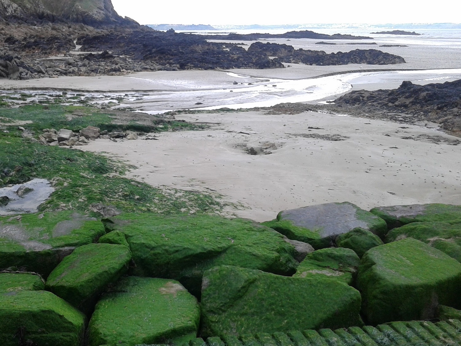 Des dépôts d’algues vertes sur la plage de Jospinet, à Planguenoual, en 2016 © Globe Reporters