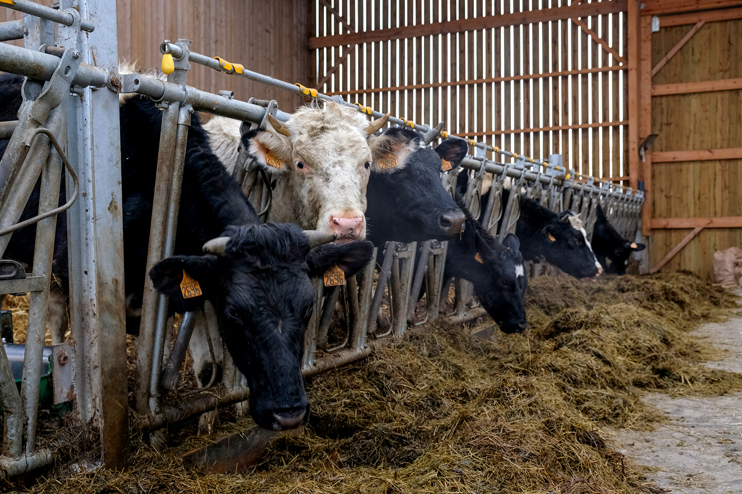 Le troupeau est constitué d’une cinquantaine de vaches laitières. 
