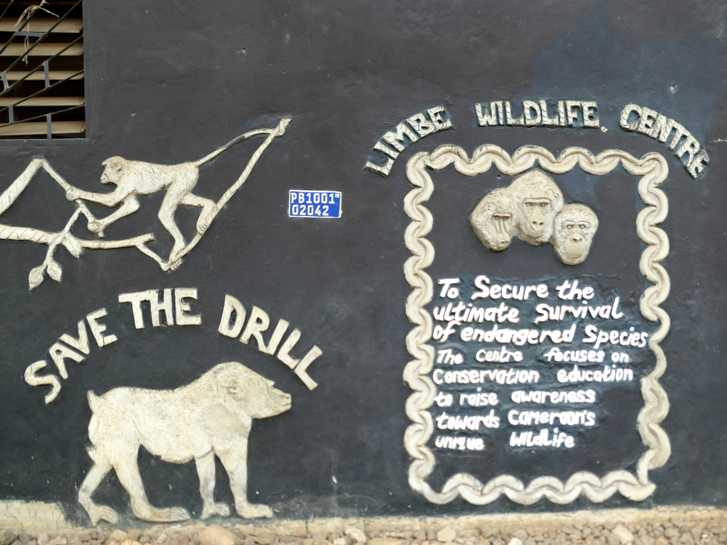 Le drill est une espèce menacée au Cameroun © Globe Reporters