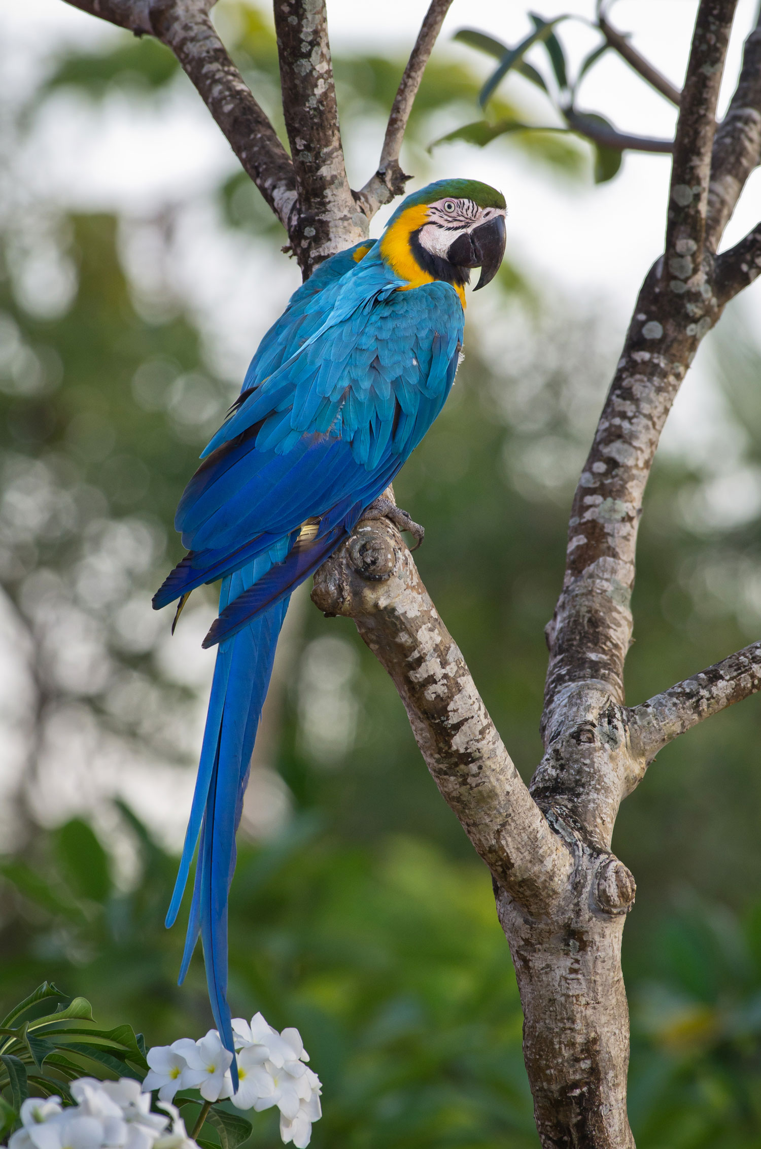 Ara bleu – crédit G. FEUILLET Parc amazonien de Guyane