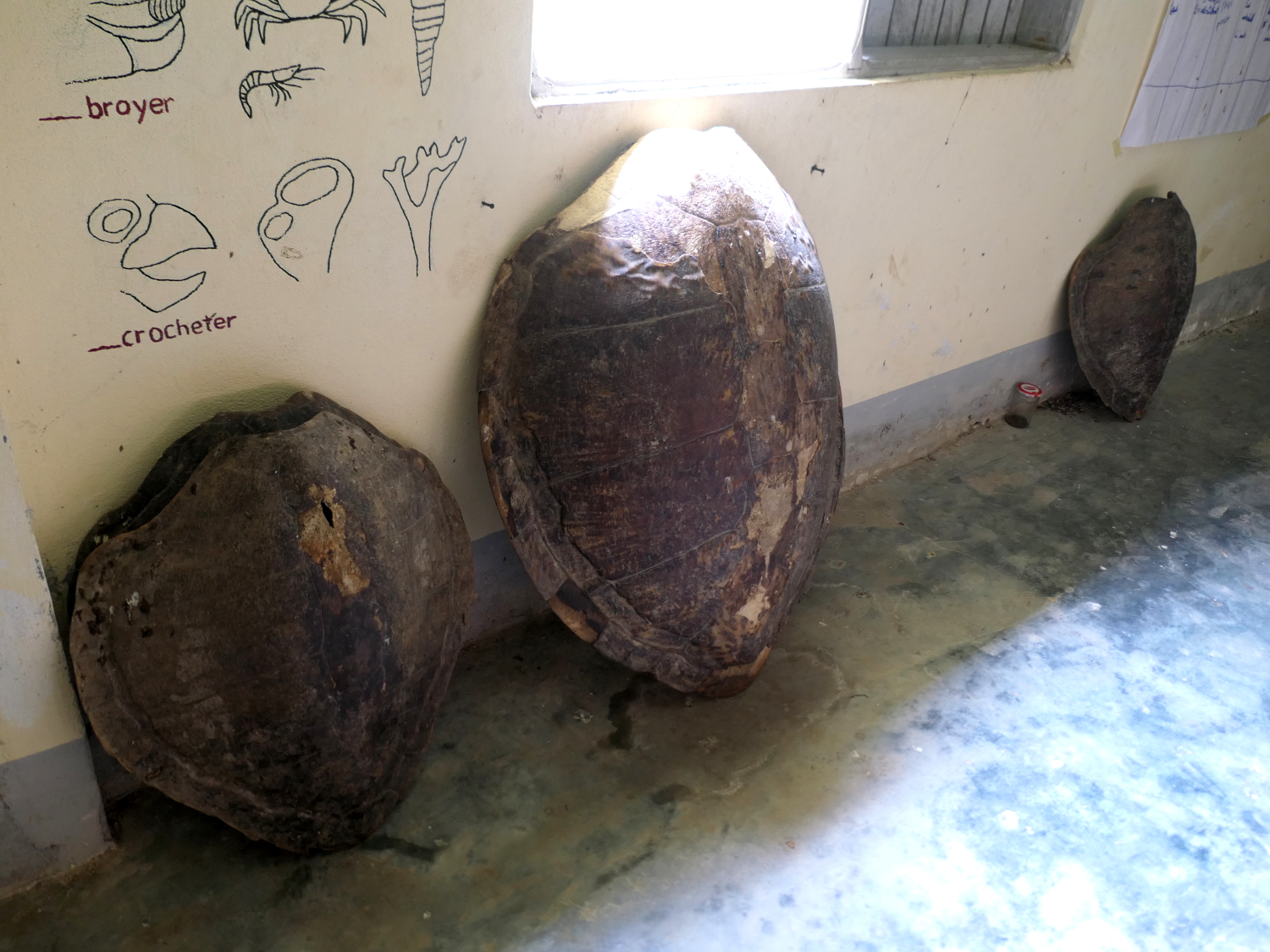 Carapaces de tortue olivâtre (à gauche) et de tortue verte adulte (au centre) exposées au musée de la Maison Ndiva © Globe Reporters