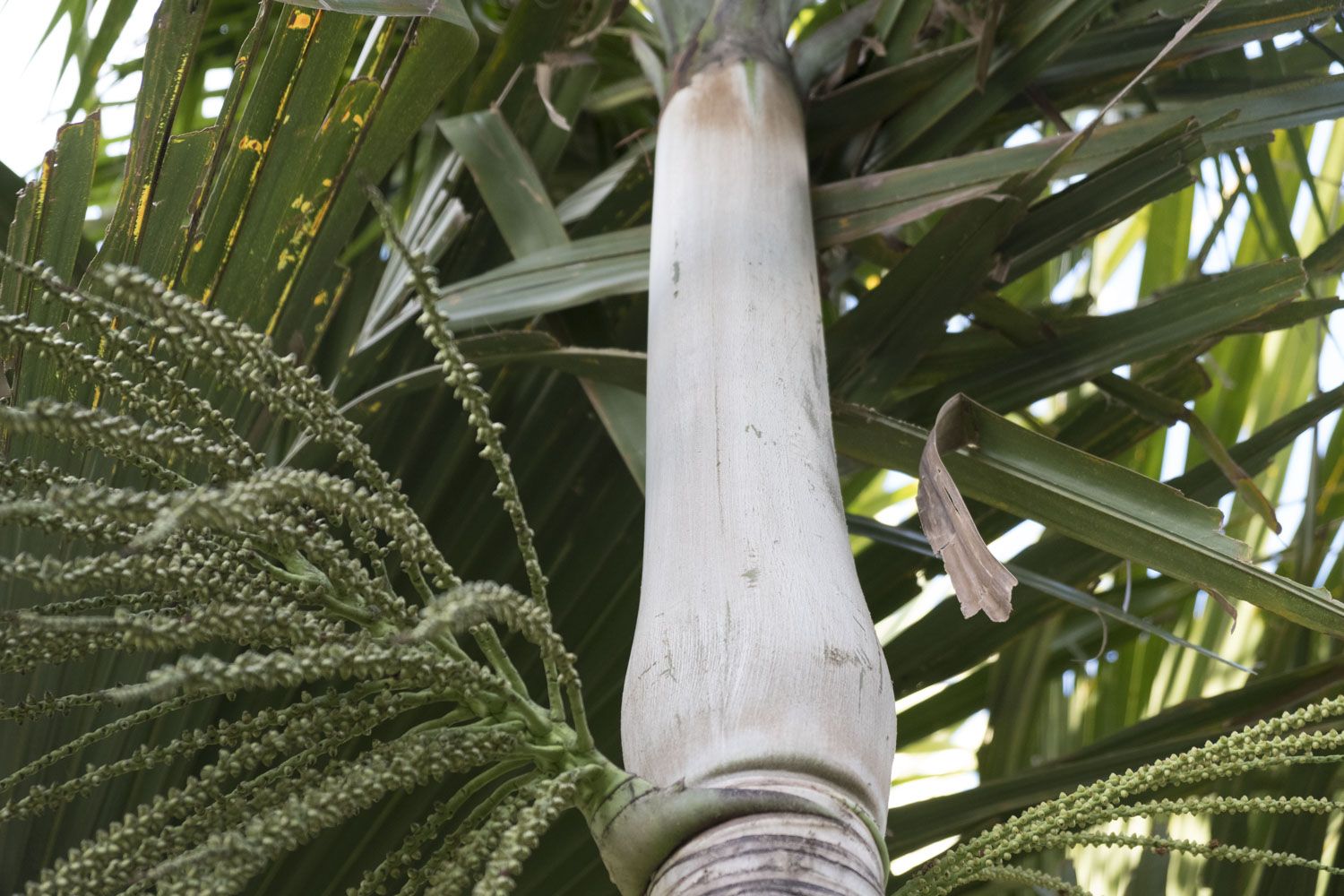 Le cœur du palmiste blanc, une espèce de palmier emblématique de La Réunion est très prisé pour ses qualités gustatives. Il est très utilisé dans la cuisine créole. De ce fait, cet arbre était la proie des braconniers qui l’abattaient pour vendre son cœur. De nombreux restaurants ont été contraints de mettre la clef sous la porte pour avoir acheté des cœurs de palmier à ces braconniers. 