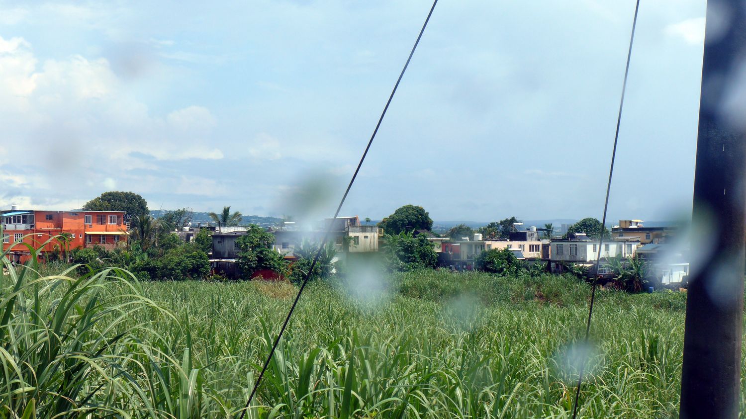 La culture de la canne à sucre a très largement perdu de son ampleur à Maurice. Les surfaces cultivées ont diminué de plus de la moitié en 20 ans.  
