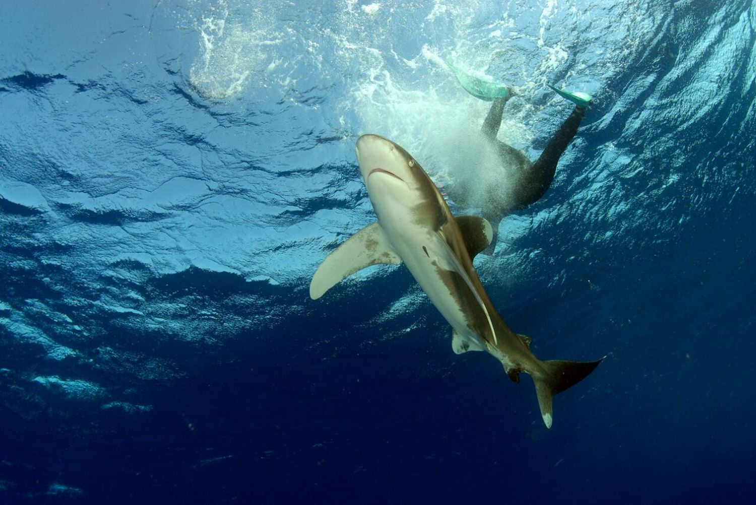 Cette expérience peut permettre d’expliquer que les surfeurs soient pris pour cibles par les prédateurs. « Un nageur à la surface fait beaucoup de bruit et de vibrations que le requin assimile à celles que font les poissons en train de mourir en surface, explique le plongeur, en bon opportuniste, il attaque. »  