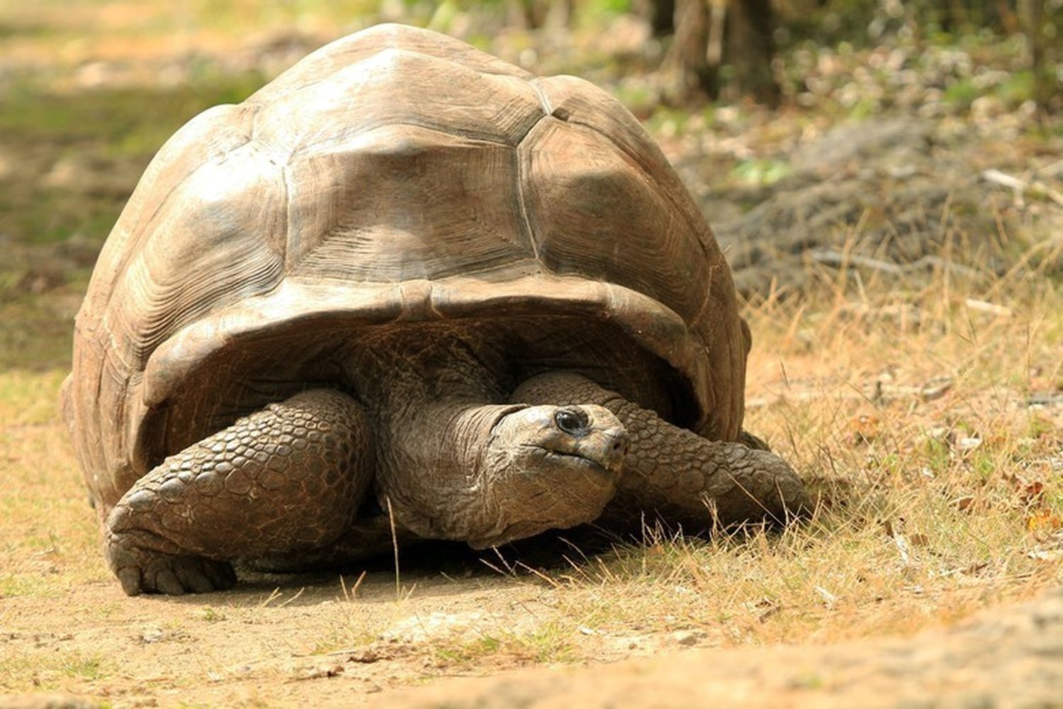 Maurice et Rodrigues avaient chacun deux espèces de tortues endémiques. Elles ont toutes disparues depuis le XIXe siècle, mangées par l’humain et les animaux domestiques (cochons, rats, chats, etc.) importés par ces derniers au moment de la colonisation. Aujourd’hui, la seule espèce que l’on trouve encore dans l’archipel des Mascareignes est l’espèce de tortue seychelloise. 
