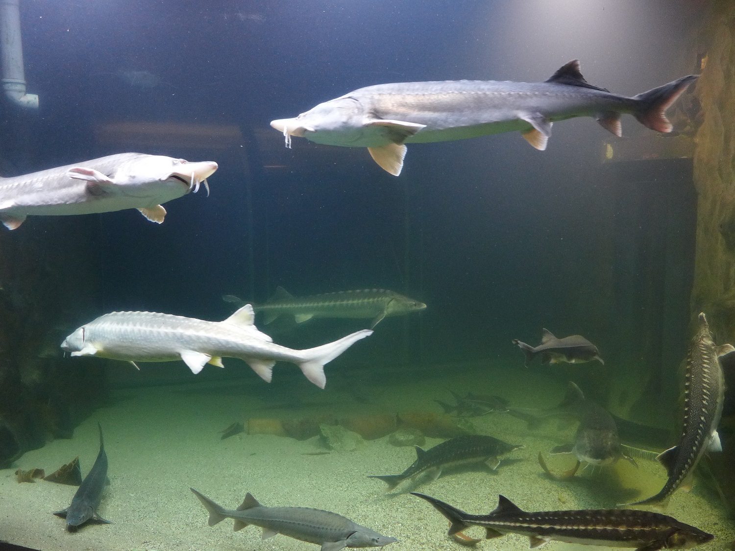 Dans le centre, il y a aussi un aquarium, où vivent les espèces présentes dans le Delta. Ici, différentes sortes d’esturgeons.