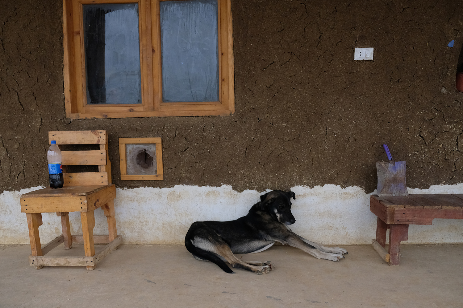 Le chien de la ferme a la vie dure … © Globe Reporters