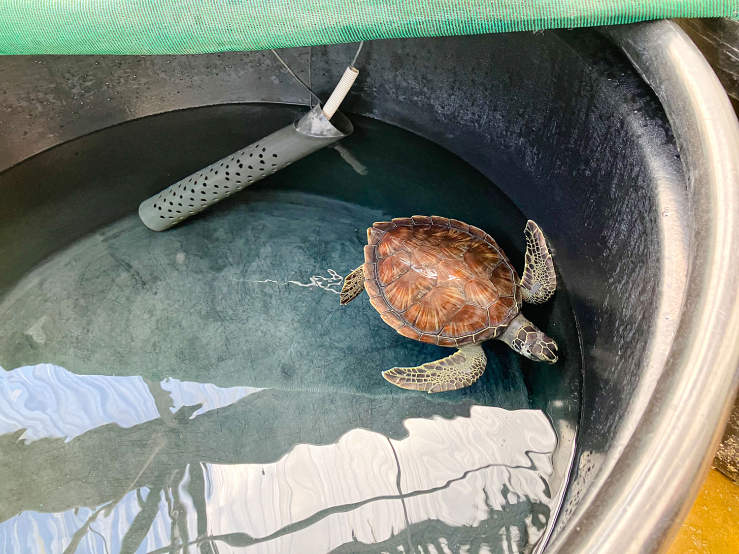 Une tortue dans son réservoir © Globe Reporters