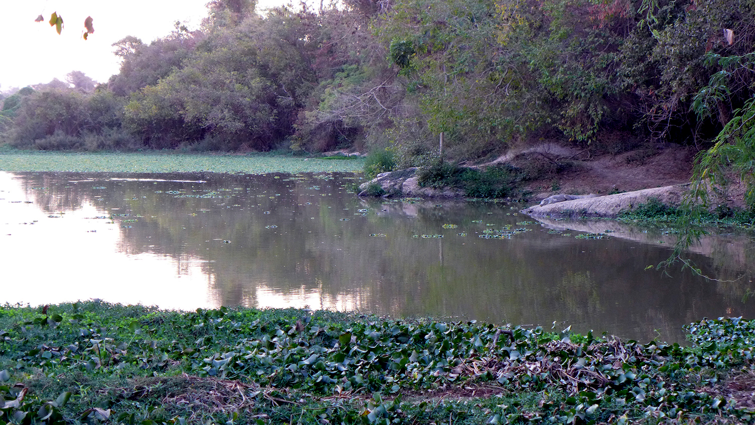 La mare du Parc Wangr Weoogo est le refuge de crocodiles du Nil, même si sur la photo on ne les aperçoit pas. 