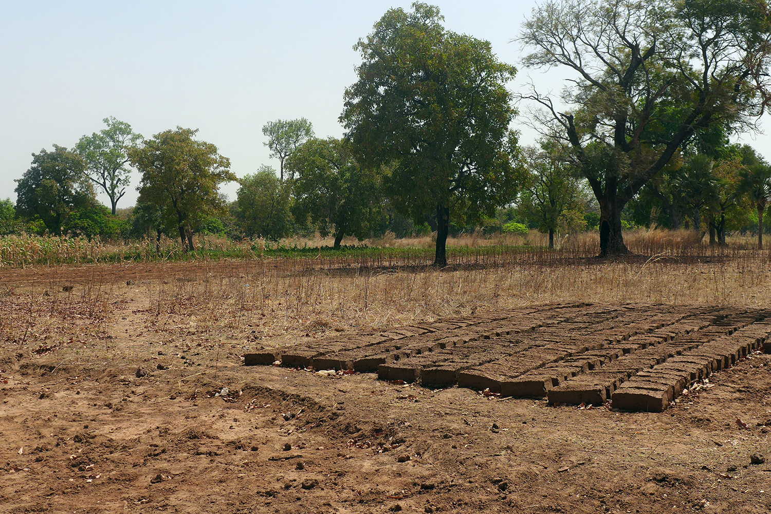 Janvier est le mois de la récolte du coton. Maintenant, tous les champs sont vides ou occupés par d’autres plantations. Voici le champ du fils de Khalifa qui a fait des briques pour élargir sa maison. 