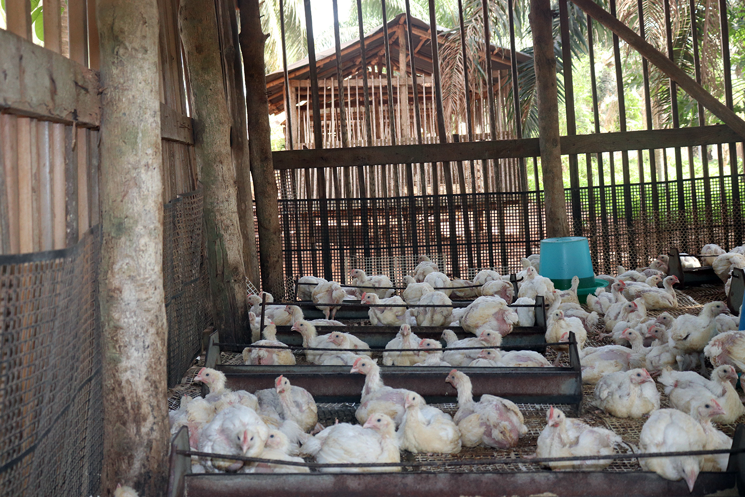 Songhaï développe aussi une production animale, comme la filière avicole où rien n’est jeté et tout est réutilisé. 
